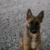 سگ ژرمن|سگ|زرند, |دیوار