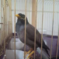 مرغ مینا سخنگو پر حرف