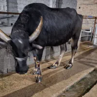 گاومیش زاییده همراه با گوساله ماده 3ماه ابستن