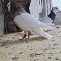 معاوضه با پرنده
