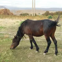 فروش اسب نریان