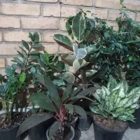 فروش درخت و انواع گل|خدمات باغبانی و درختکاری|اهواز, نادری|دیوار