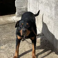 روتوایلر نگهبان|سگ|شهریار, اصیل آباد|دیوار