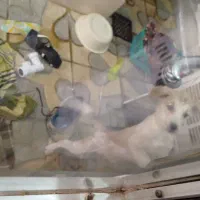 توله سگ اشپیتز دو نیم ماهه رایگان ب شرط|سگ|تبریز, |دیوار