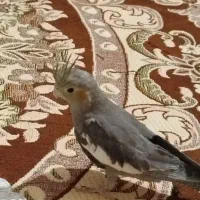 حراج فوری عروس هلندی