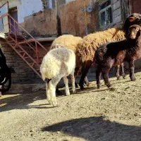 گوسفند و بره (مروبرخ) جوان داشت|حیوانات مزرعه|مریوان, |دیوار