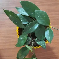 گلهای هویا|گل و گیاه طبیعی|کاشمر, |دیوار