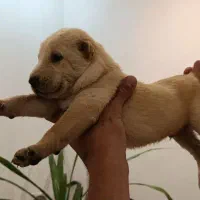 سگ افغان نگهبان گله ای|سگ|بندرعباس, |دیوار