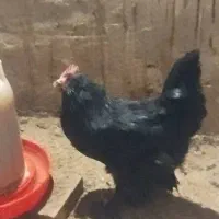 تخم مرغ  نطفه دار از نژاد مرندی اصیل|حیوانات مزرعه|ساری, |دیوار