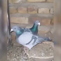 کفتر زمانت|حیوانات|گناباد, |دیوار