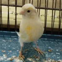 قناری|پرنده|کوهدشت, |دیوار