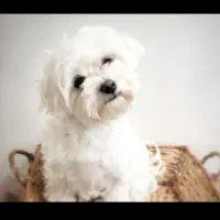 واگزاری سگ نژاد شیتزو میکس|سگ|خرمآباد, |دیوار