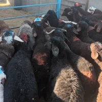 بره نر پرواری افشار