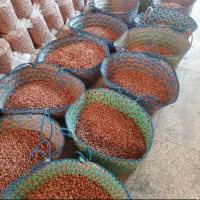 کارگر خانم جهت سورت بادام زمینی