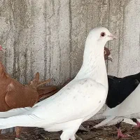 کبوتر پلاکی آلمانی سفید باخت رفته