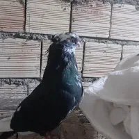 یک عدد دمبی جمع قنار ب فروش مرسی.