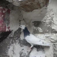 کبوتر طوقی دونه ای600|پرنده|بندر گناوه, |دیوار