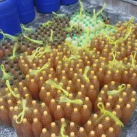 ابغوره امساله لیمو تازه