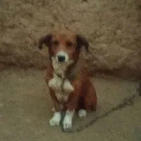 پاپی نگهبان تند وتیز