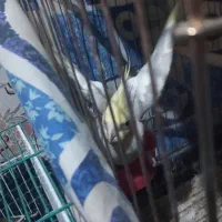 عروس هلندی مولد