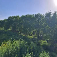 یک-قطعه-باغ-2500-متری-شازند