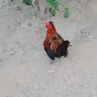 خروس محلی جوان|حیوانات مزرعه|بندرعباس, |دیوار