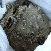 فضله یا چغلی کبوتر