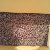 کشمش بیدانه آفتاب خشک|عمدهفروشی|اقبالیه, |دیوار