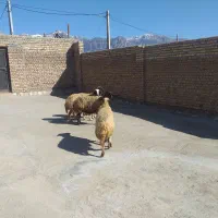 گوسفند ابستن