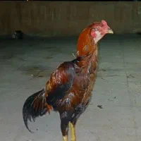 ۴۰۰۰۰۰۰|حیوانات مزرعه|تهران, دولاب|دیوار