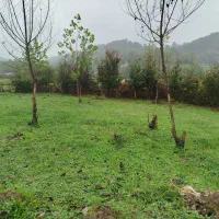 ۴۹۲متر زمین مسکونی کوهپایه ای مسیر لاهیجان سیاهکل|فروش زمین و ملک کلنگی|لاهیجان, آهندان|دیوار