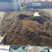 کودگوسفند|خدمات باغبانی و درختکاری|کرمان, |دیوار