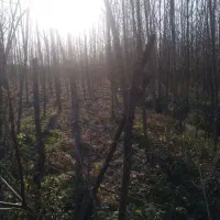 هزار متر زمین باغی با نهال صنوبر|فروش زمین و ملک کلنگی|رشت, قاسمیه|دیوار