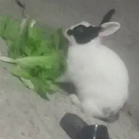 خرگوش بازیگوش