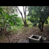 زمین 1800متری مسکونی در روستای آبمال قائمشهر|فروش زمین و ملک کلنگی|قائم‌شهر, |دیوار