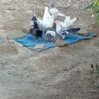 کبوتر فروشی