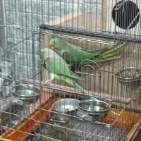 شاه طوطی جفت