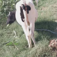 پراپ فروشی|حیوانات مزرعه|ایرانشهر, |دیوار