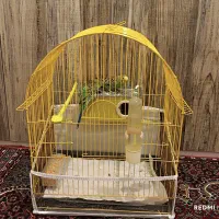 مرغ عشق مولد با تخم