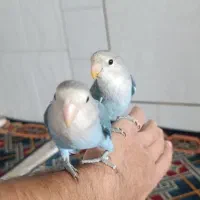 کوتوله|پرنده|فولادشهر, زاینده رود|دیوار