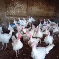 فروش بوقلمون بیوتی گوشتی