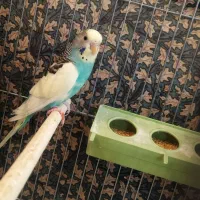 مرغ عشق|پرنده|بیجار, |دیوار