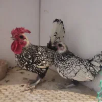 مرغ و خروس مینیاتوری