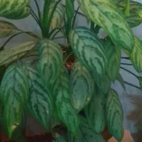 آگلونما ی زیبا