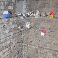 فنچ|پرنده|یزد, |دیوار