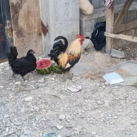 مرغ خروس محلی