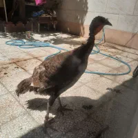بوقلمون