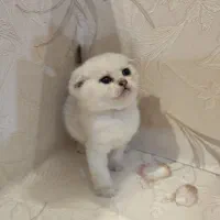 جوجه اسکاتیش|گربه|مشهد, بهاران|دیوار