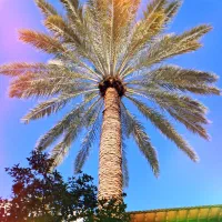 هرس نخل|گل و گیاه طبیعی|شیراز, شهرک مدرس|دیوار