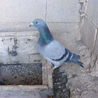 کبوتر پلاکی اصیل